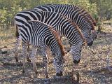 Africa 071 : Africa, Animal, Mammal, Stanley and Livingston Private Game Reserve, Zebra, Zimbabwe